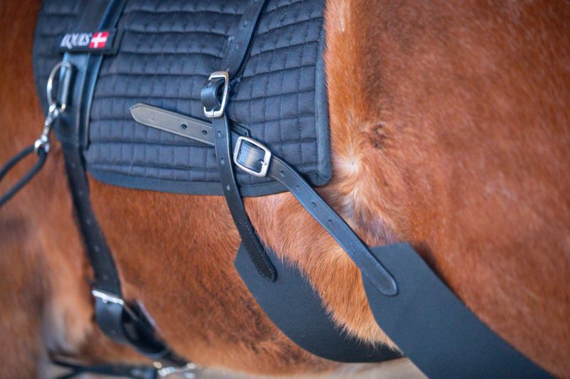 Eques Core Trainer Longesystem