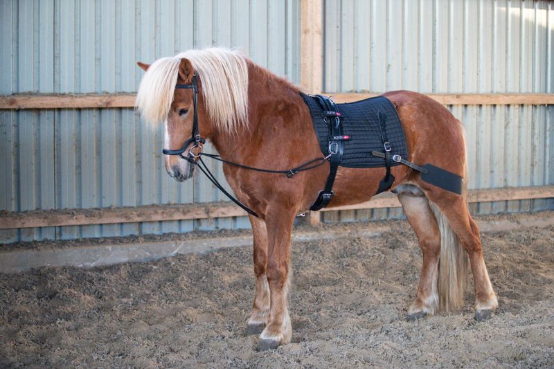 Eques Core Trainer Longesystem